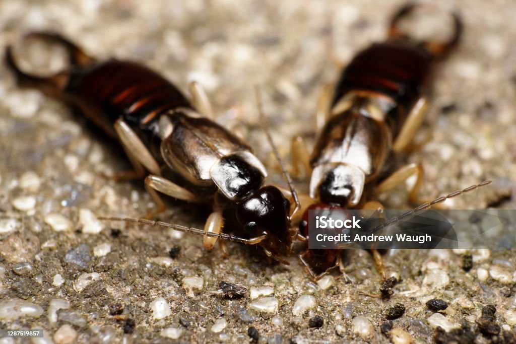 Pest & Animal Control Cornwall, Ontario