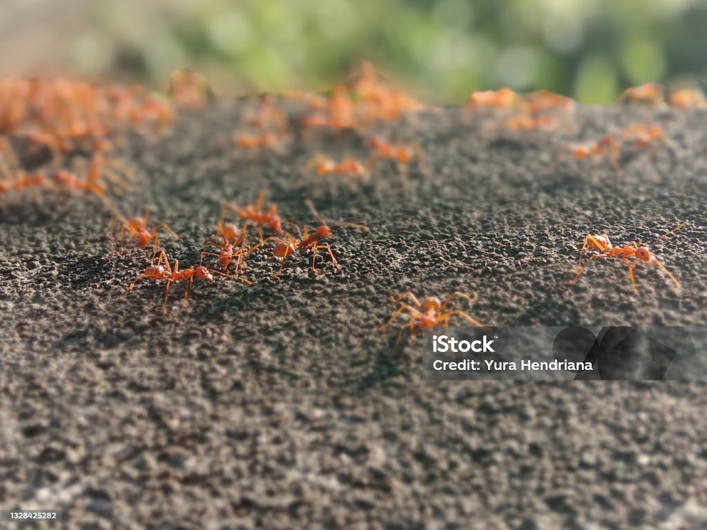 Mouse Removal Ottawa