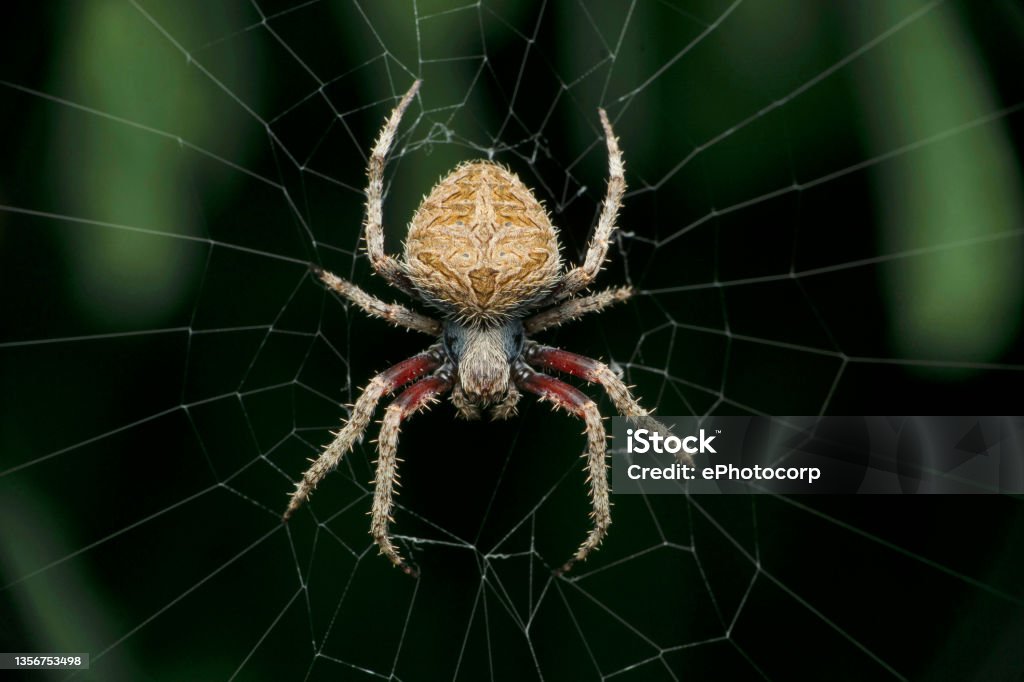 Pest & Animal Control Cornwall, Ontario