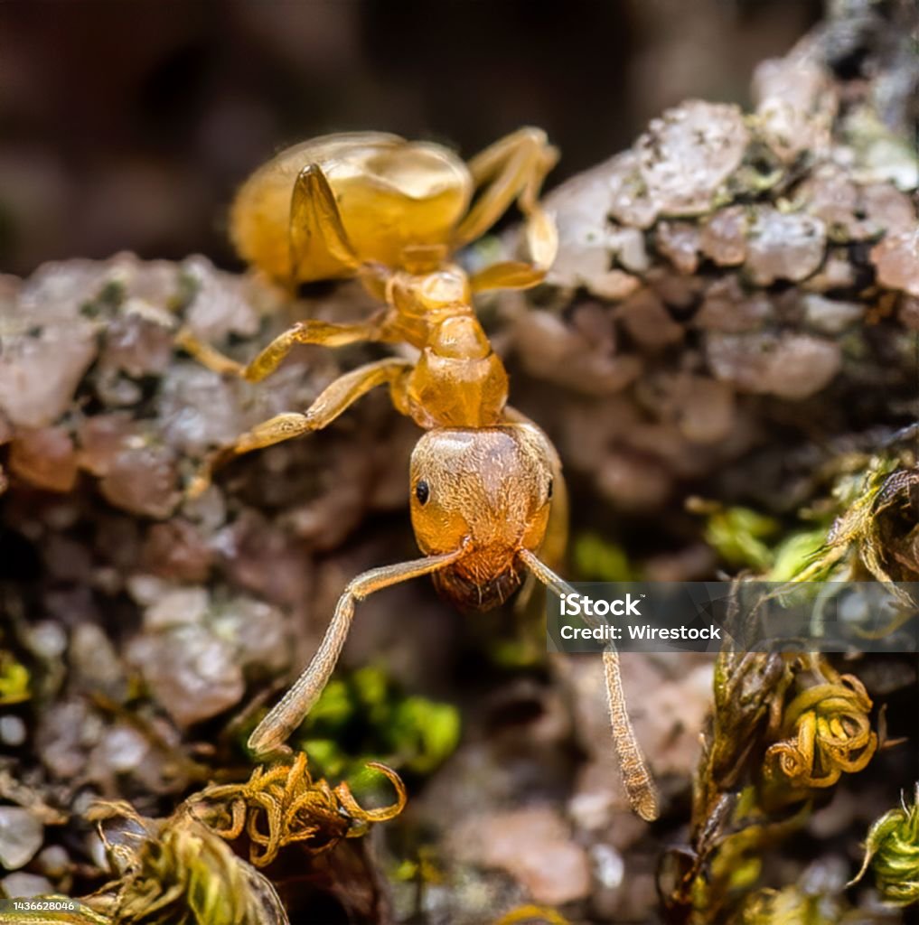 Mouse Removal Ottawa