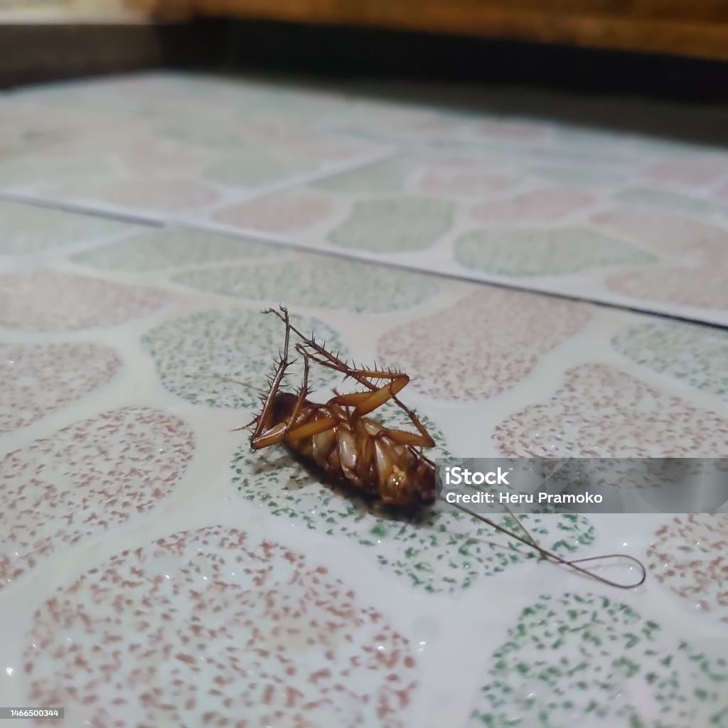 Mouse Removal Ottawa