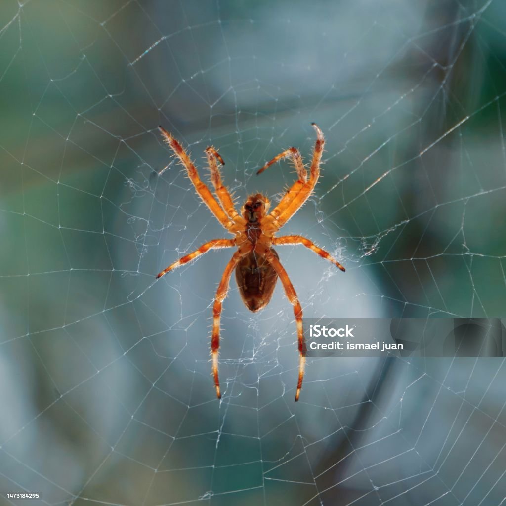 Mouse Removal Ottawa