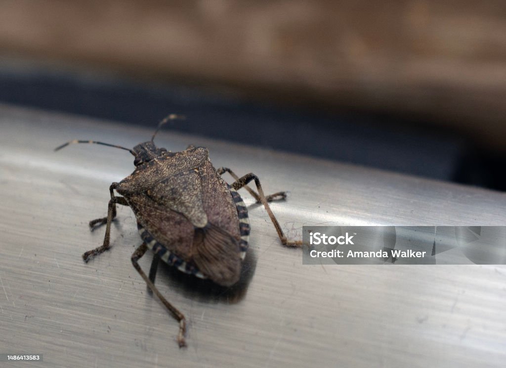 Mouse Removal Ottawa