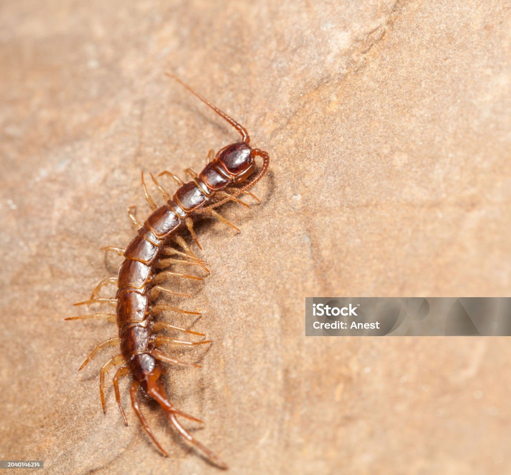 Mouse Removal Ottawa