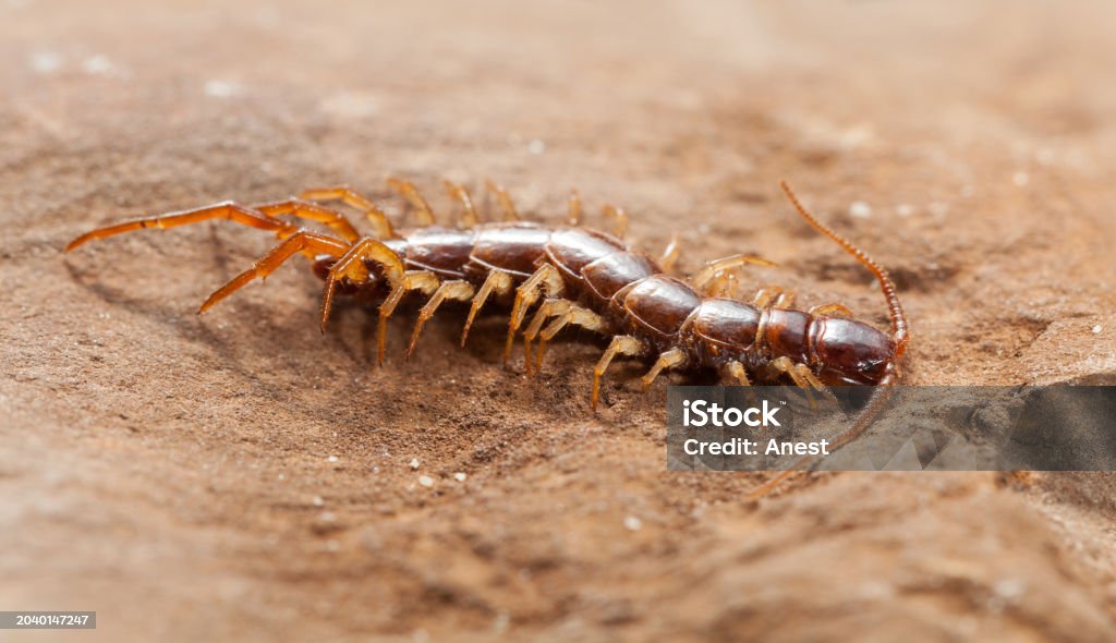 Pest & Animal Control Cornwall, Ontario