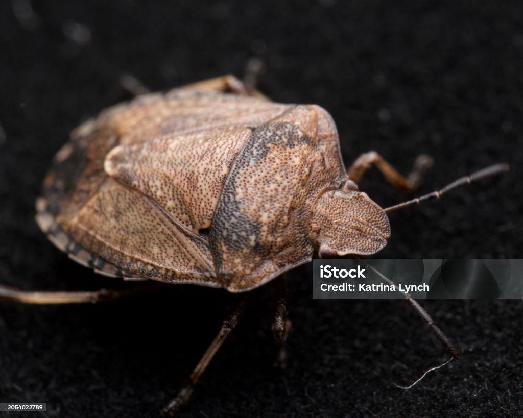 Ottawa Pest Control & Removal Services