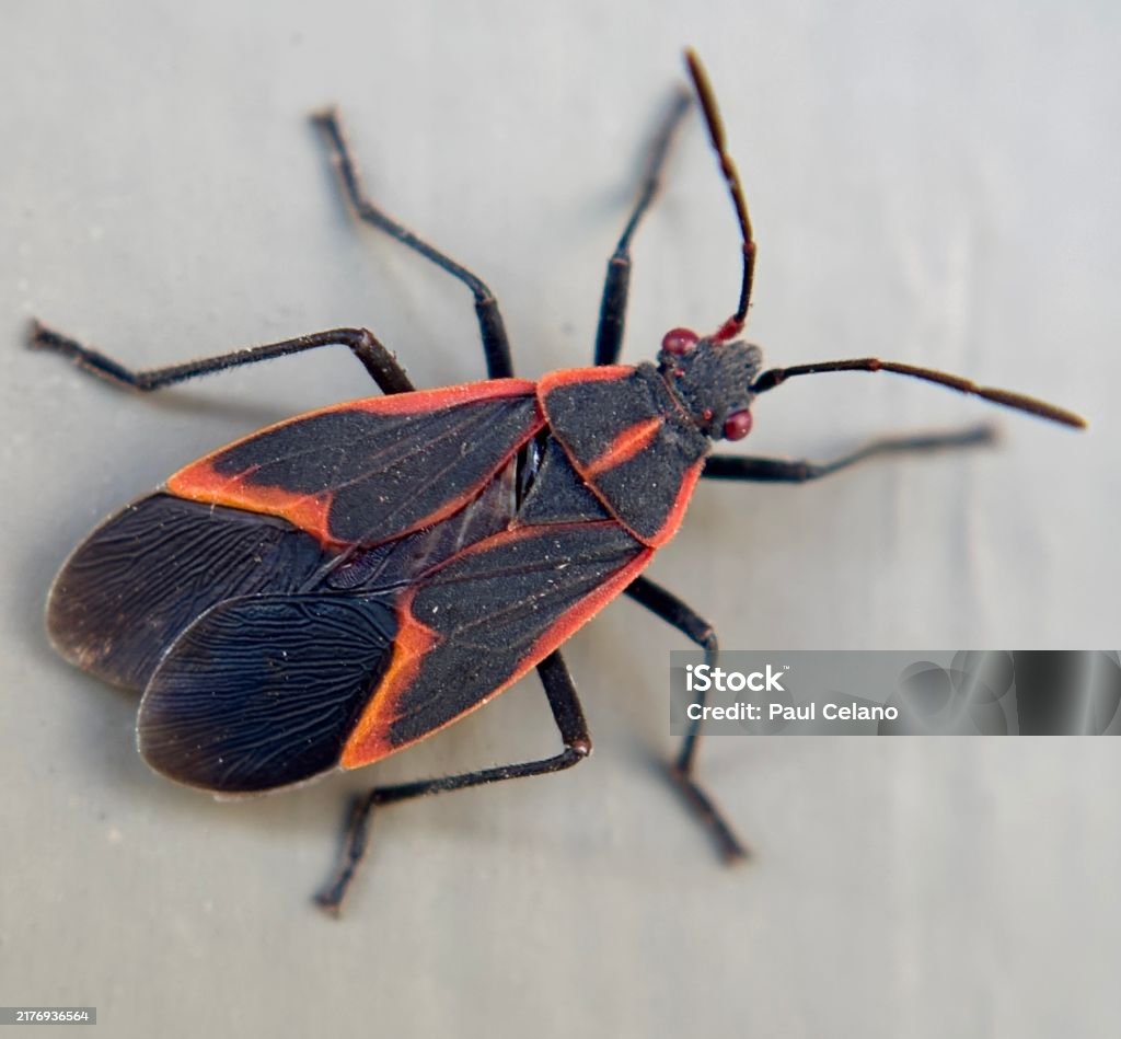 Pest & Animal Control Cornwall, Ontario