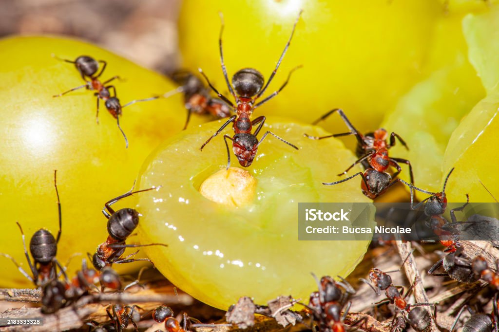 Pest & Animal Control Cornwall, Ontario