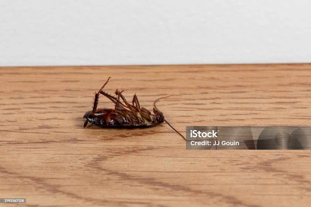 Pest & Animal Control Cornwall, Ontario