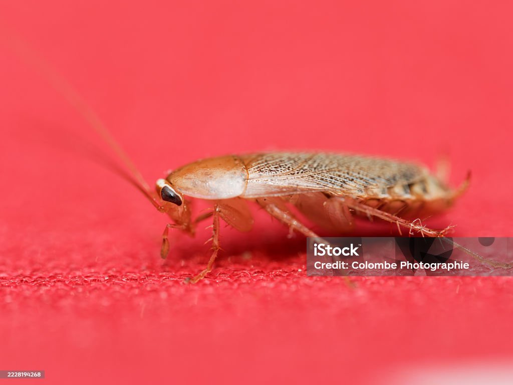 Pest & Animal Control Cornwall, Ontario