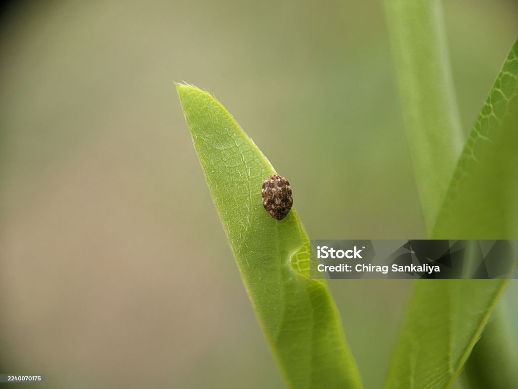 Pest & Animal Control Cornwall, Ontario