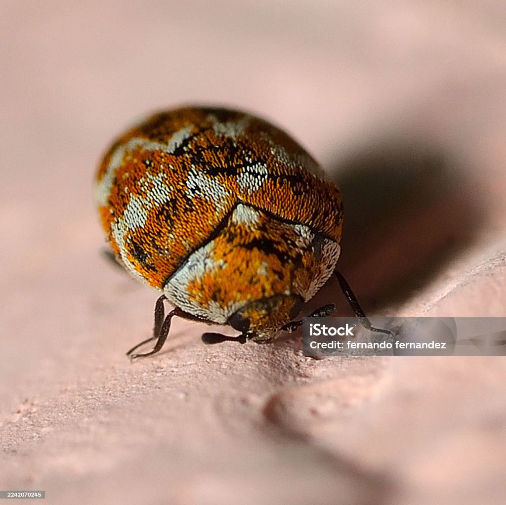 Mouse Removal Ottawa