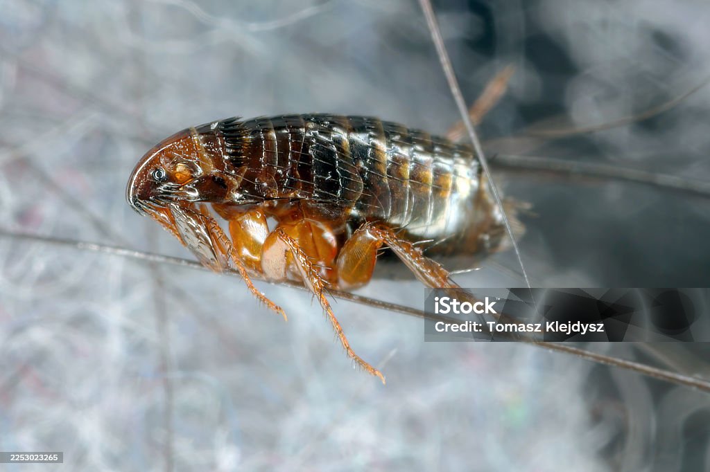 Pest & Animal Control Cornwall, Ontario