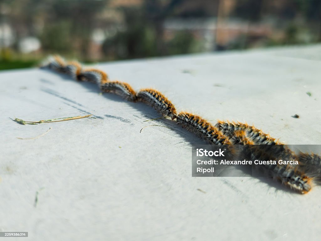 Pest & Animal Control Cornwall, Ontario