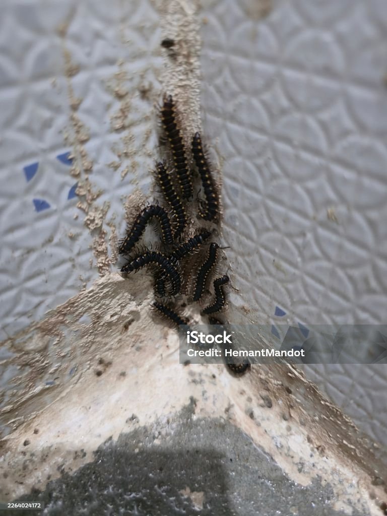 Mouse Removal Ottawa