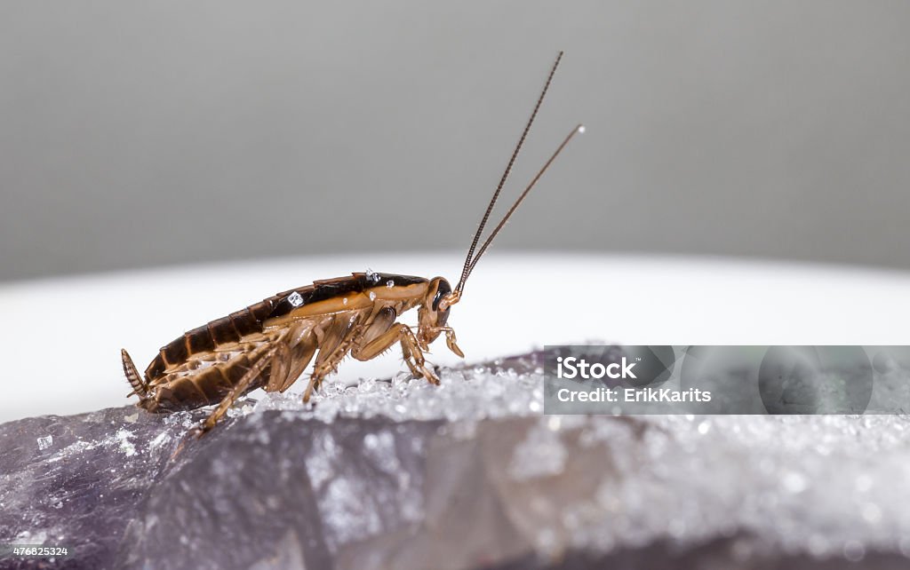 Pest & Animal Control Cornwall, Ontario