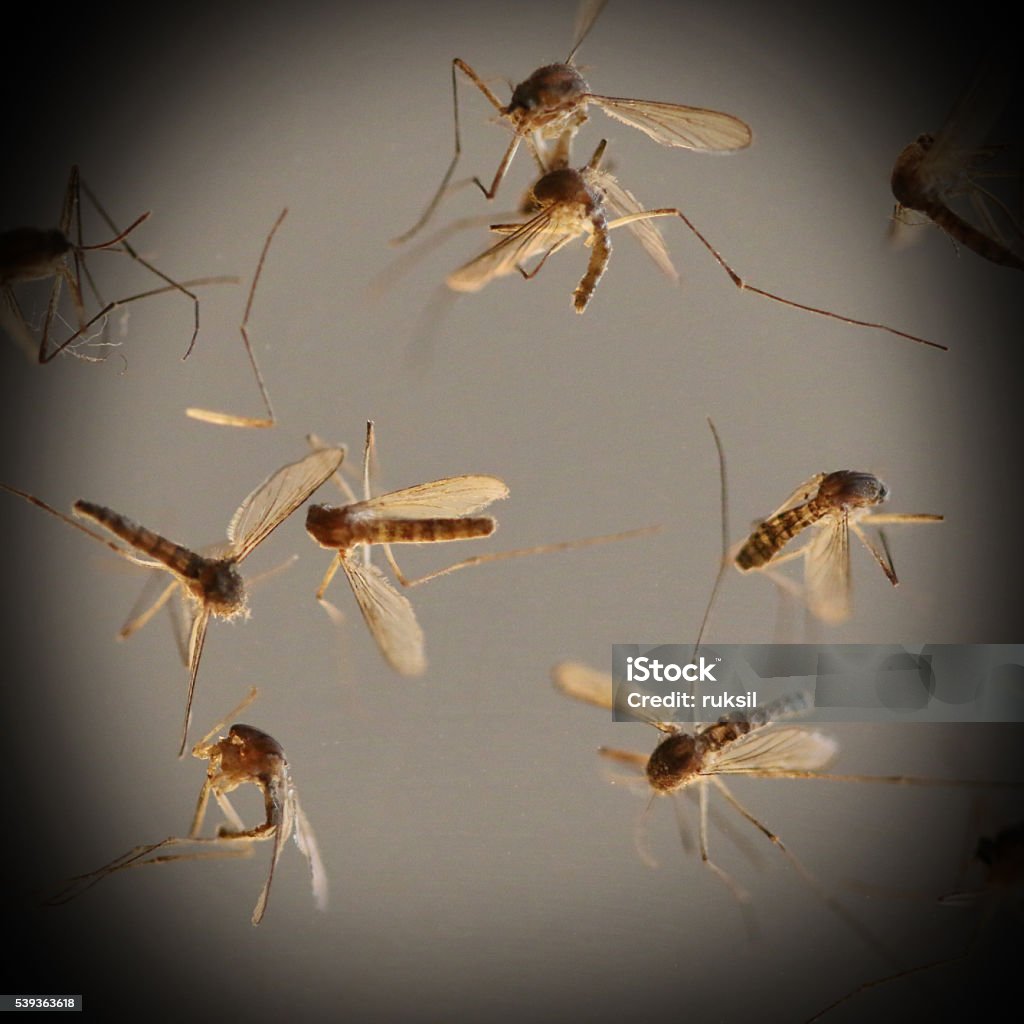 Mouse Removal Ottawa