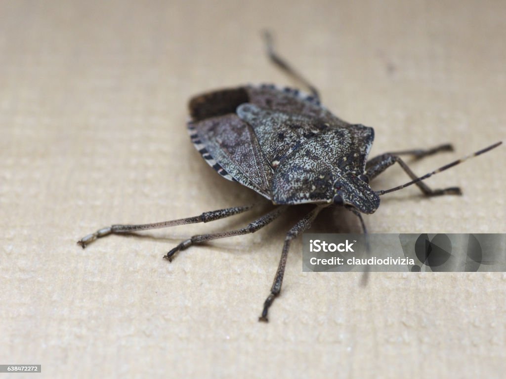 Pest & Animal Control Cornwall, Ontario