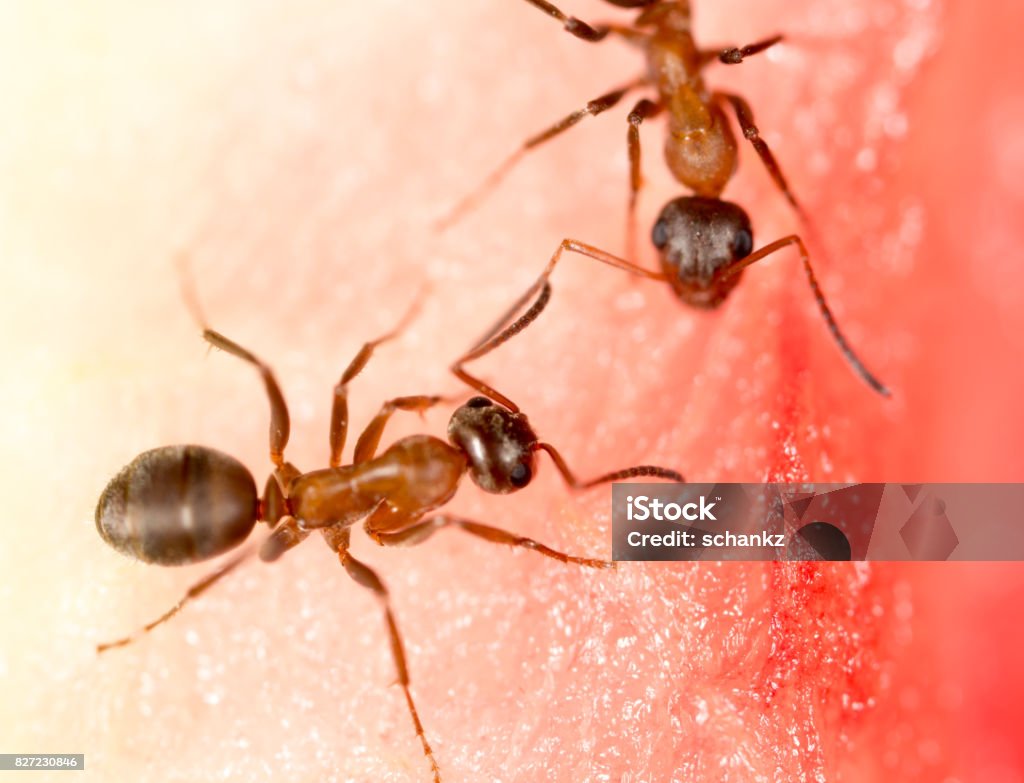 Mouse Removal Ottawa