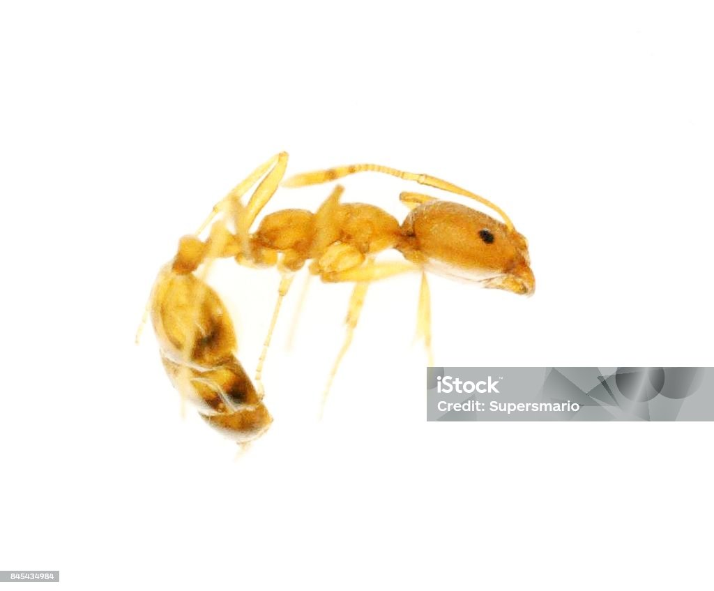 Pest & Animal Control Cornwall, Ontario