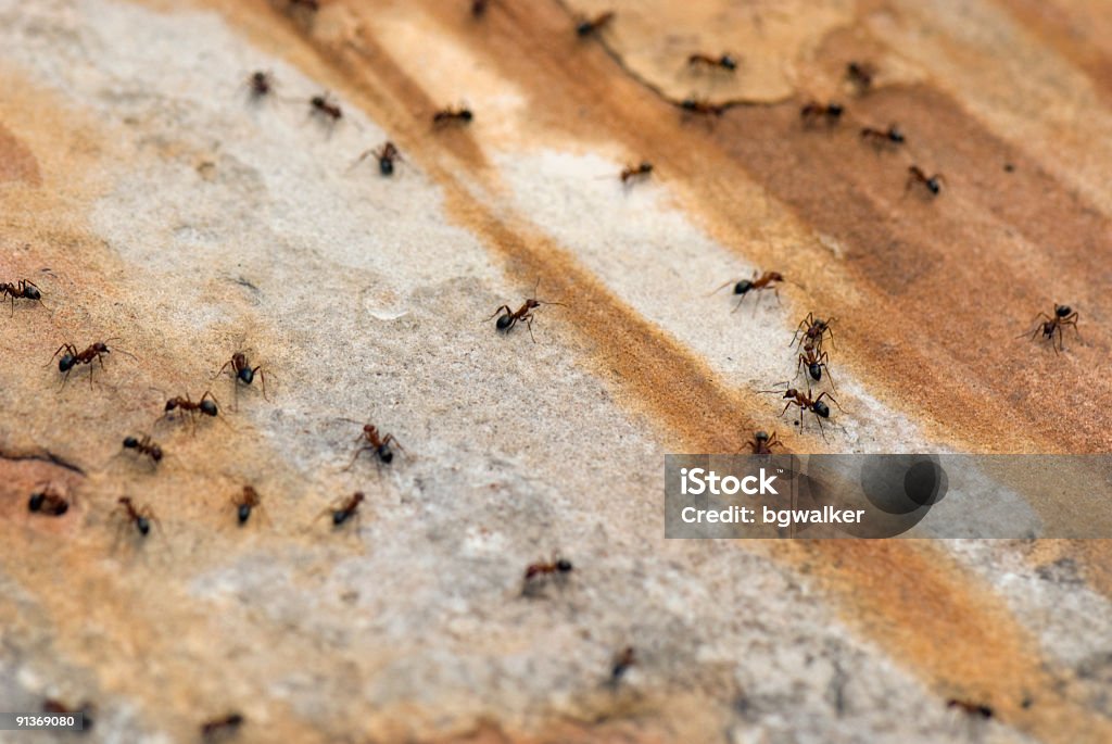 Pest & Animal Control Cornwall, Ontario