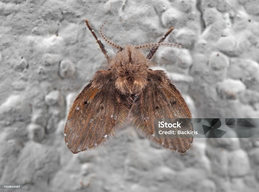 Guide to Identifying Flies