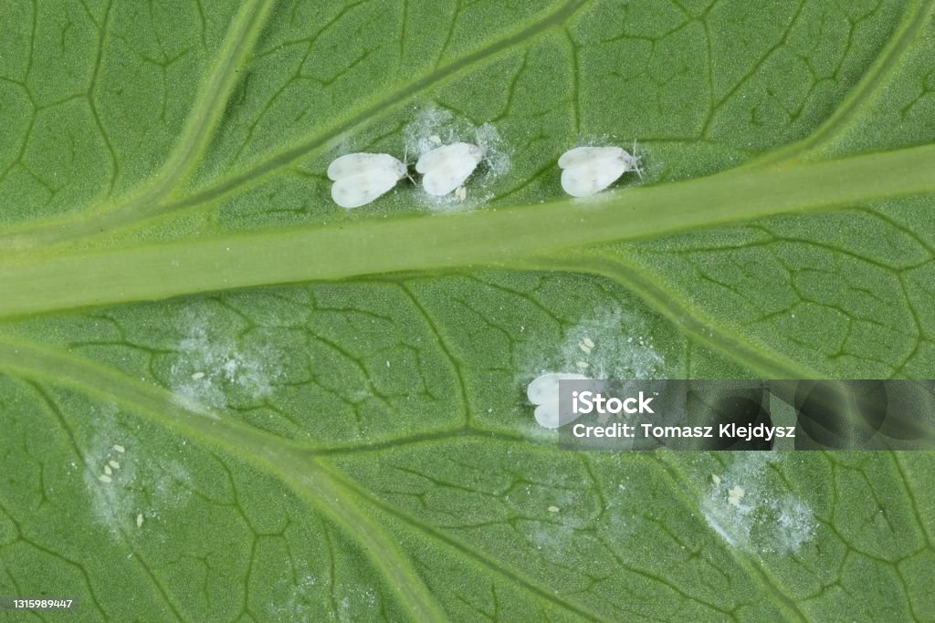 Pest Profile Ticks