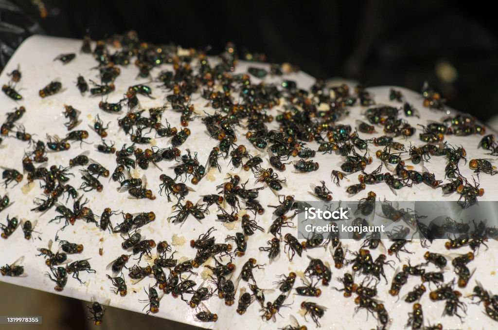 Guide to Identifying Flies