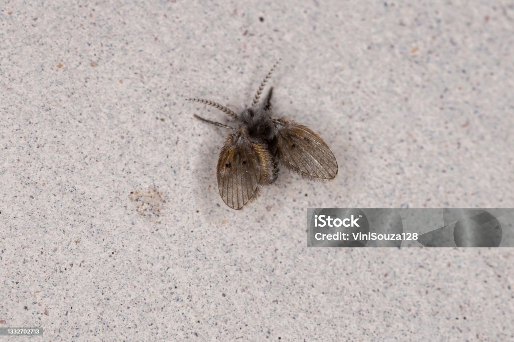 Mouse Removal Ottawa