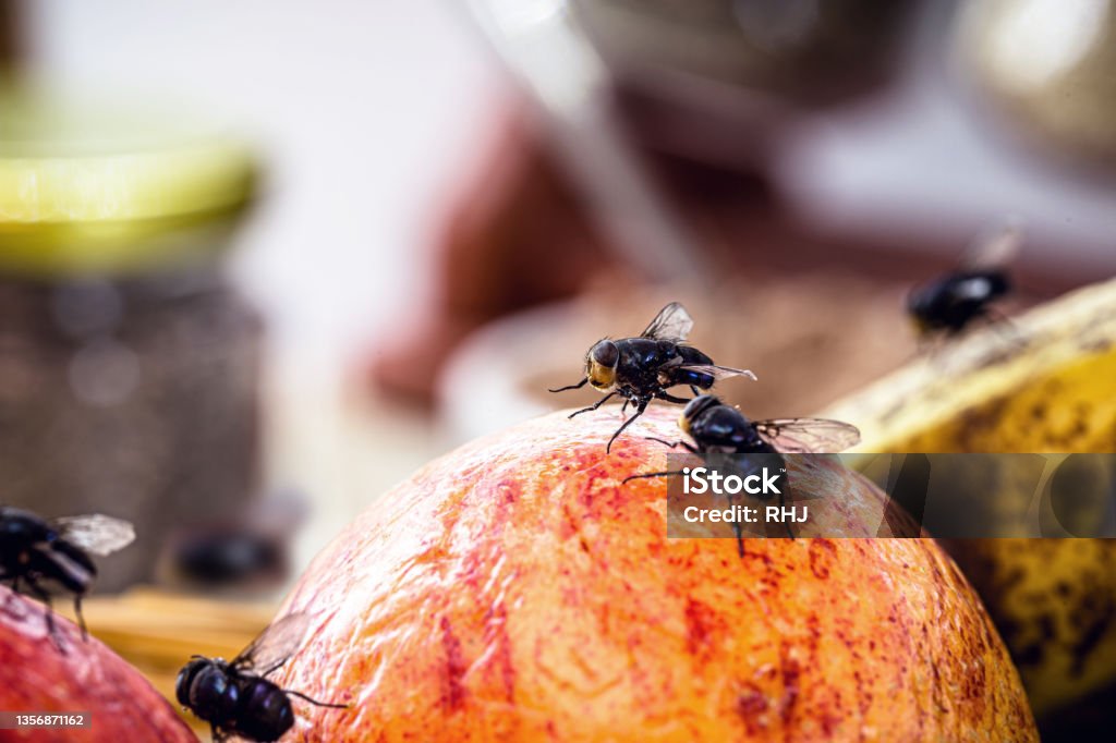 Guide to Identifying Flies