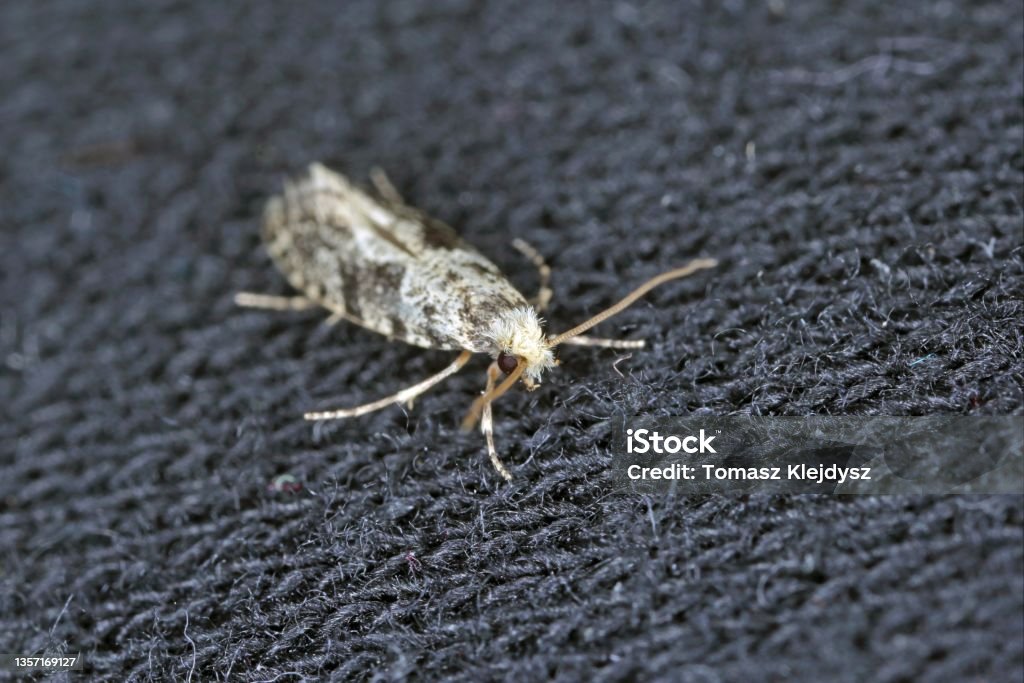 Guide to Identifying Flies