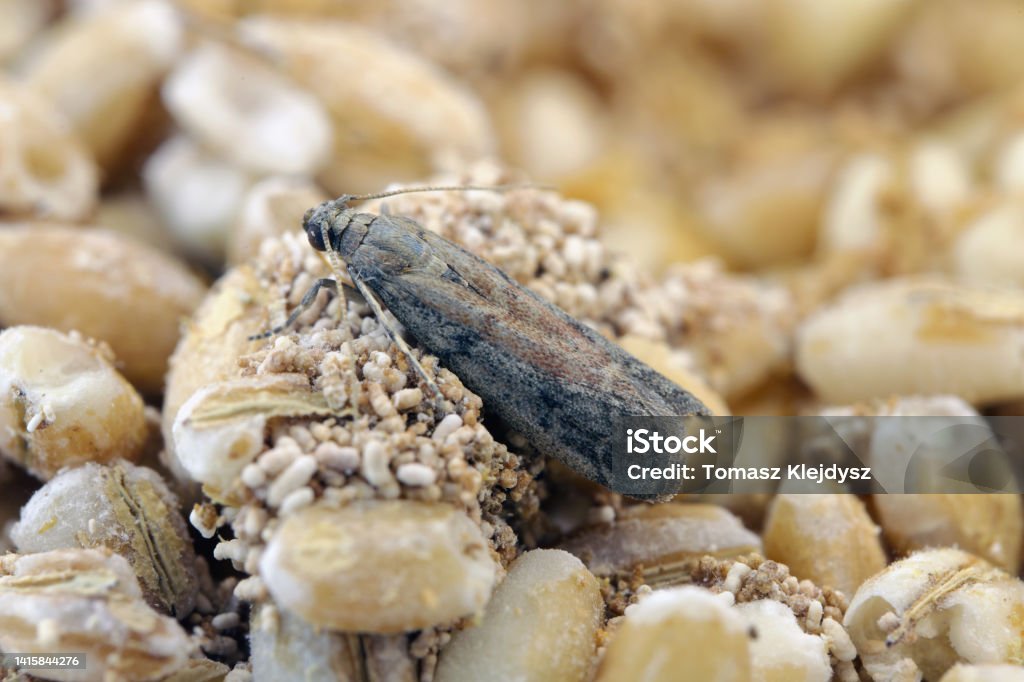 Guide to Identifying Flies