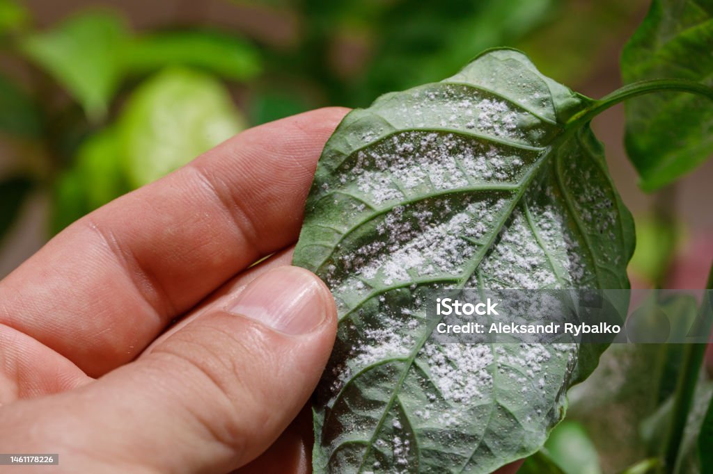 Pest Control Ottawa Ontario