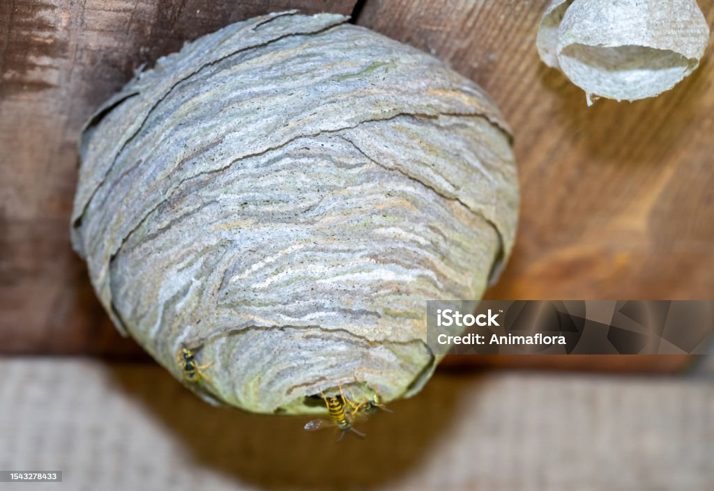 Pest Profile Bed Bugs