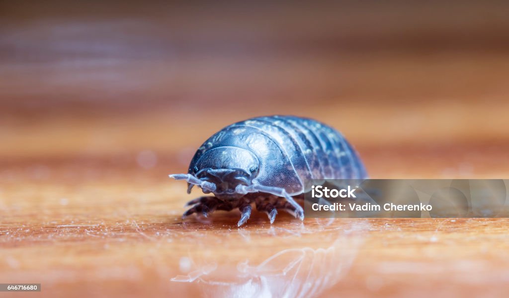 Guide to Identifying Flies