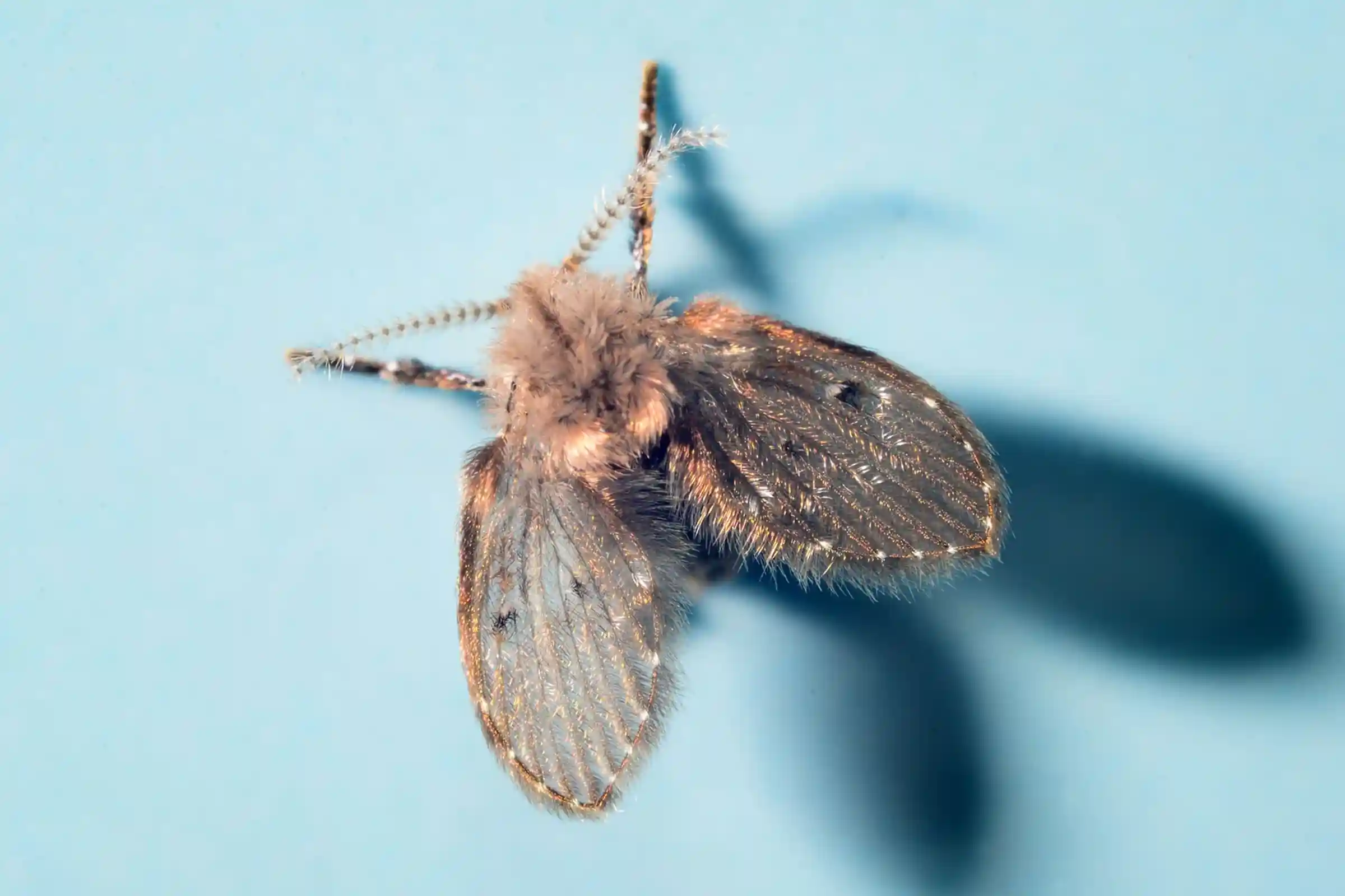 Moth fly removal in Ottawa targeting drain related infestations and breeding sites