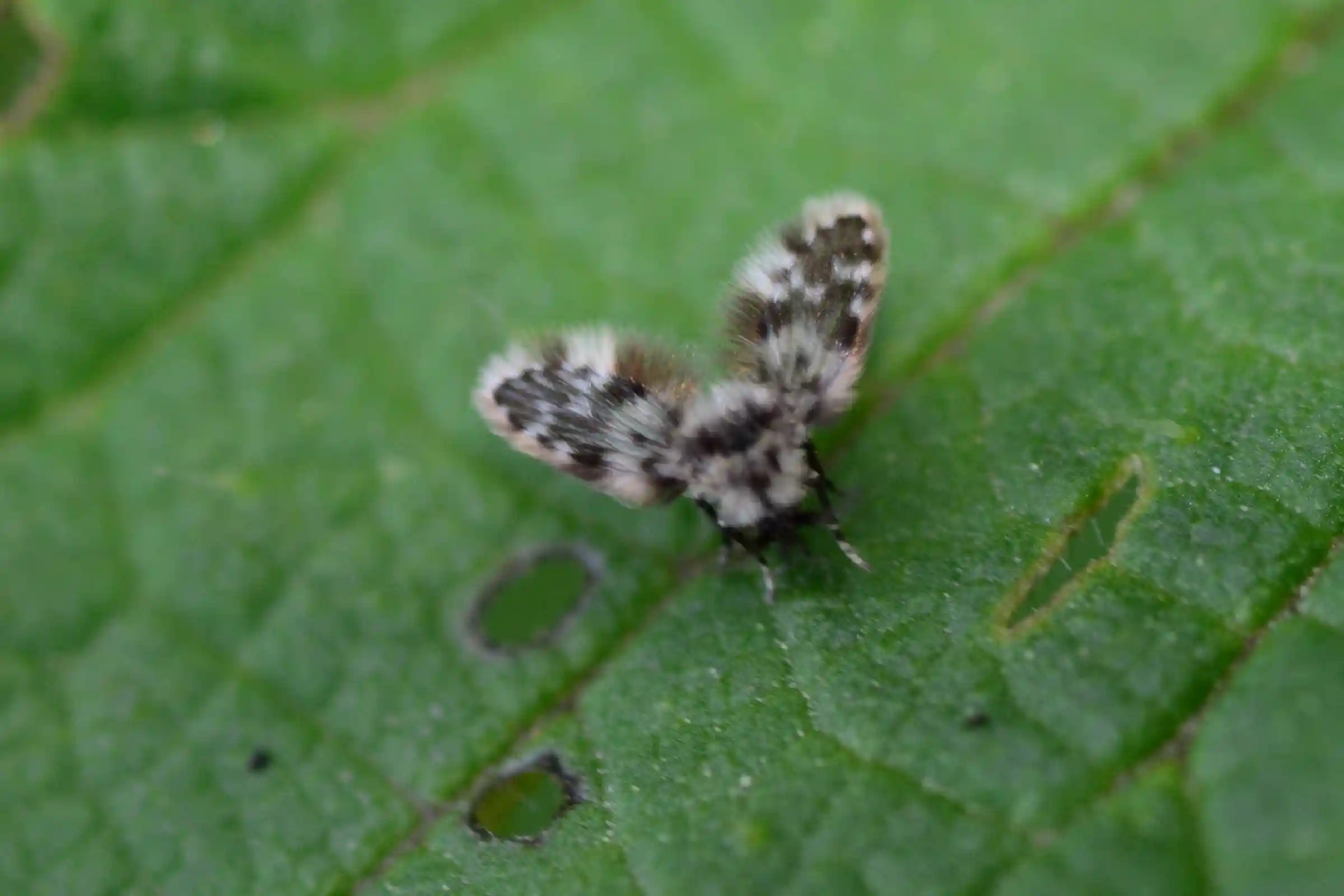 Professional moth fly removal in Ottawa for homes and commercial facilities