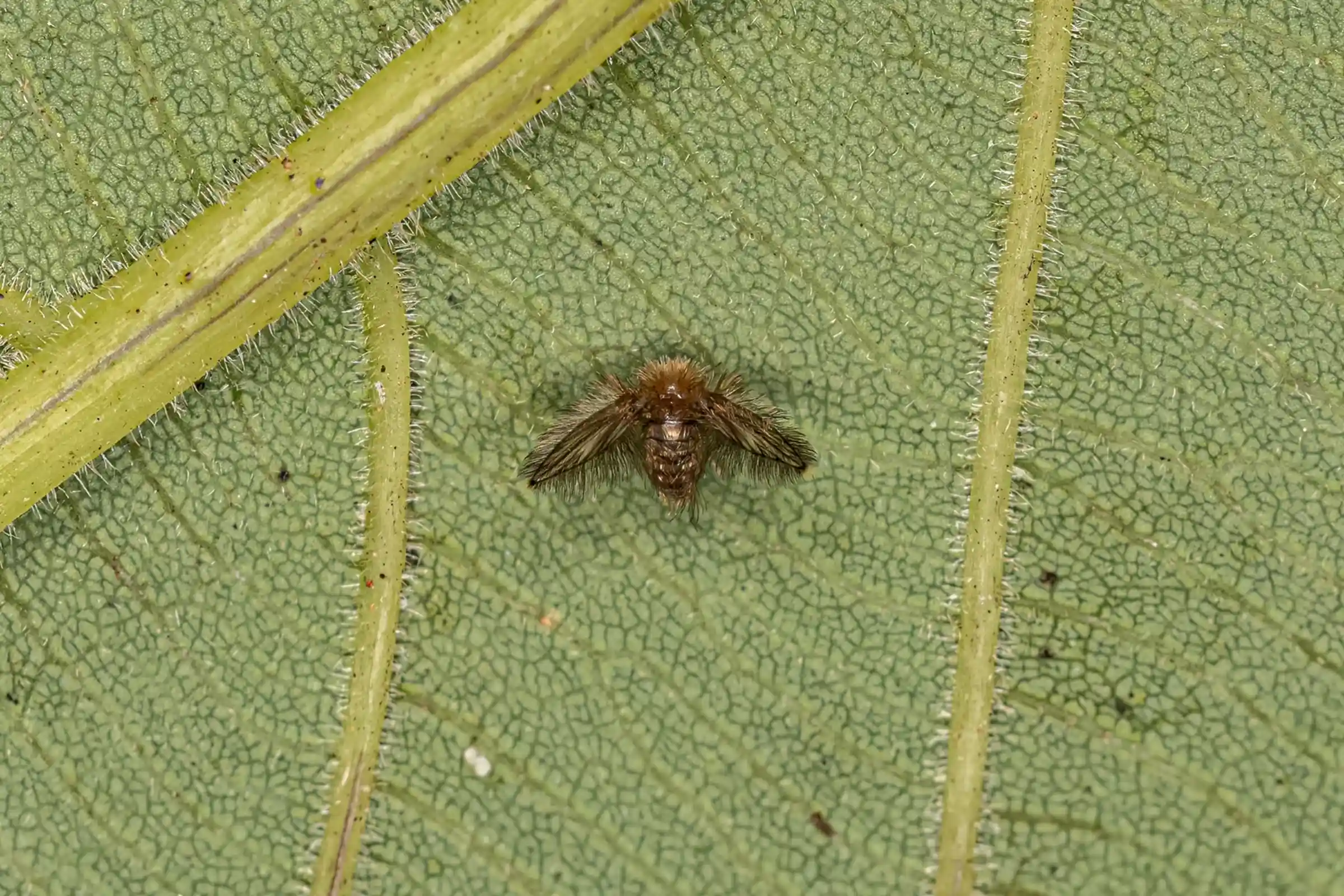 pest profile Carpenter bee