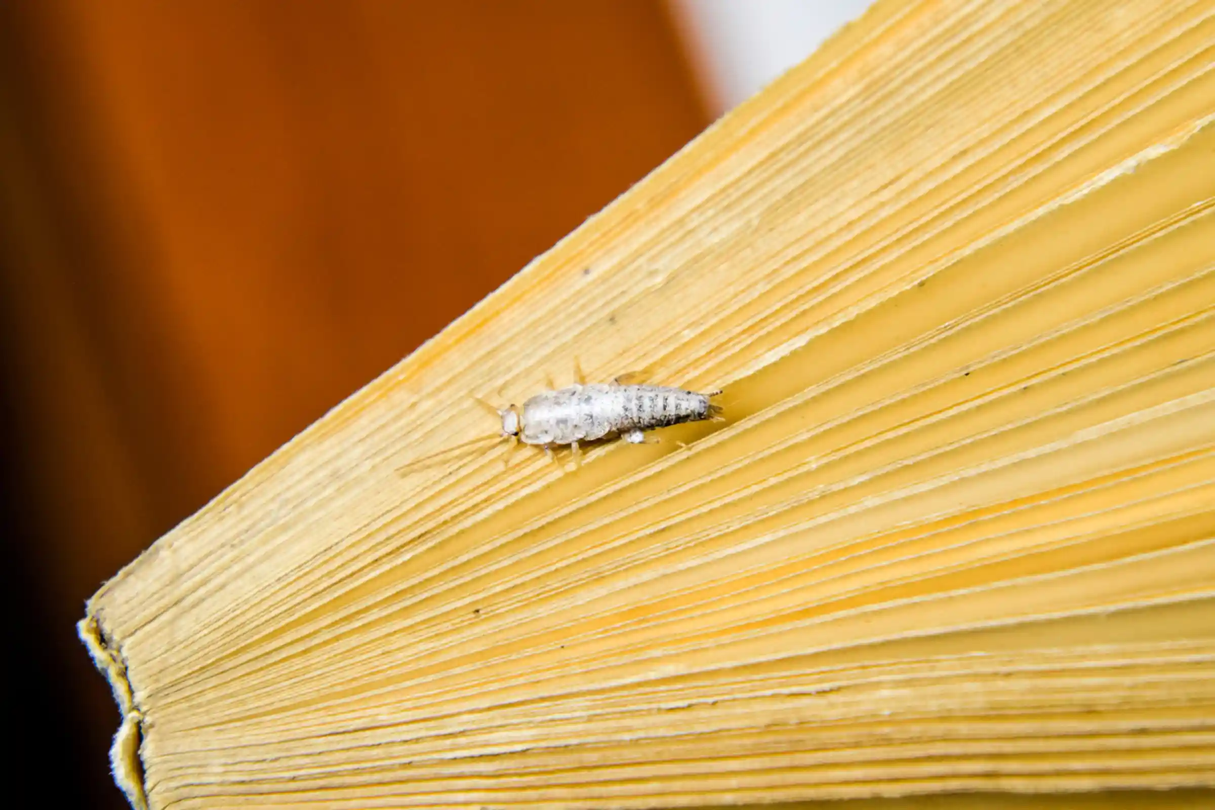 Silverfish removal in Ottawa protecting books paper products and stored belongings