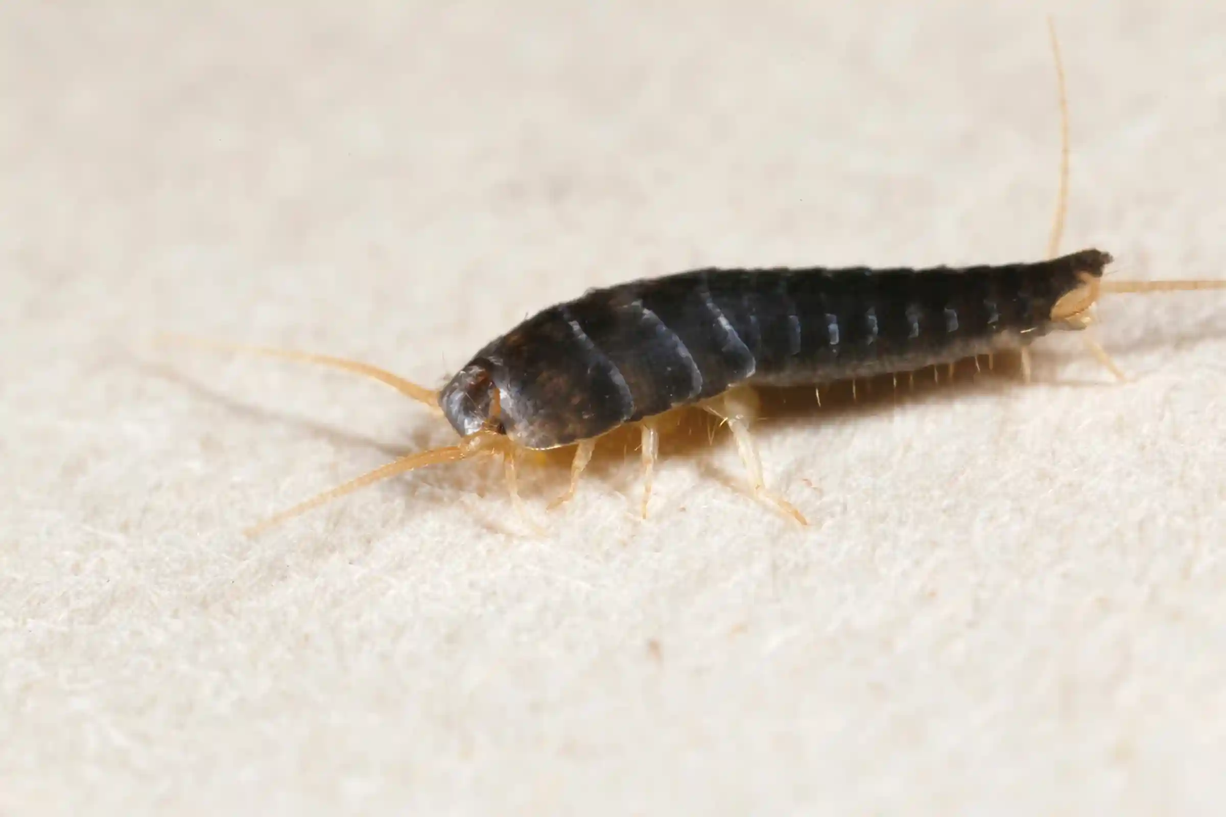 Professional silverfish removal in Ottawa for basements bathrooms and attics