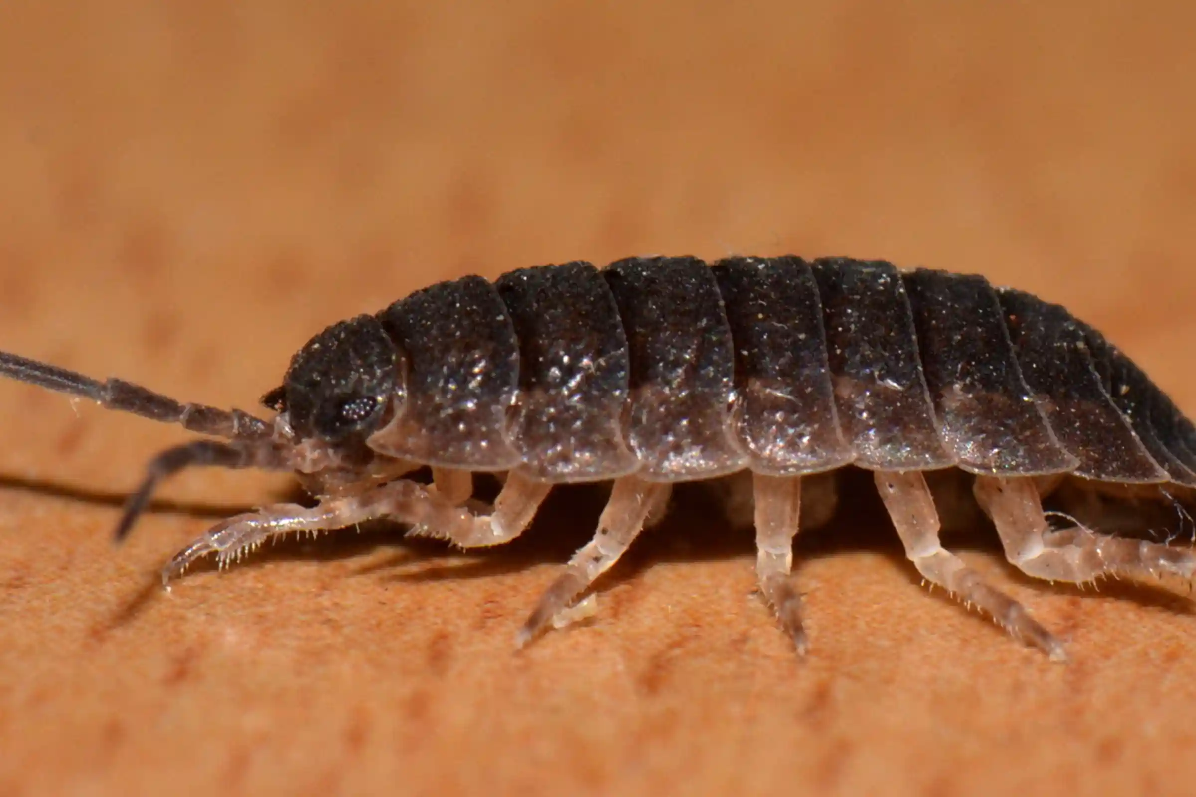 Professional sowbug and pillbug removal in Ottawa for homes with moisture problems