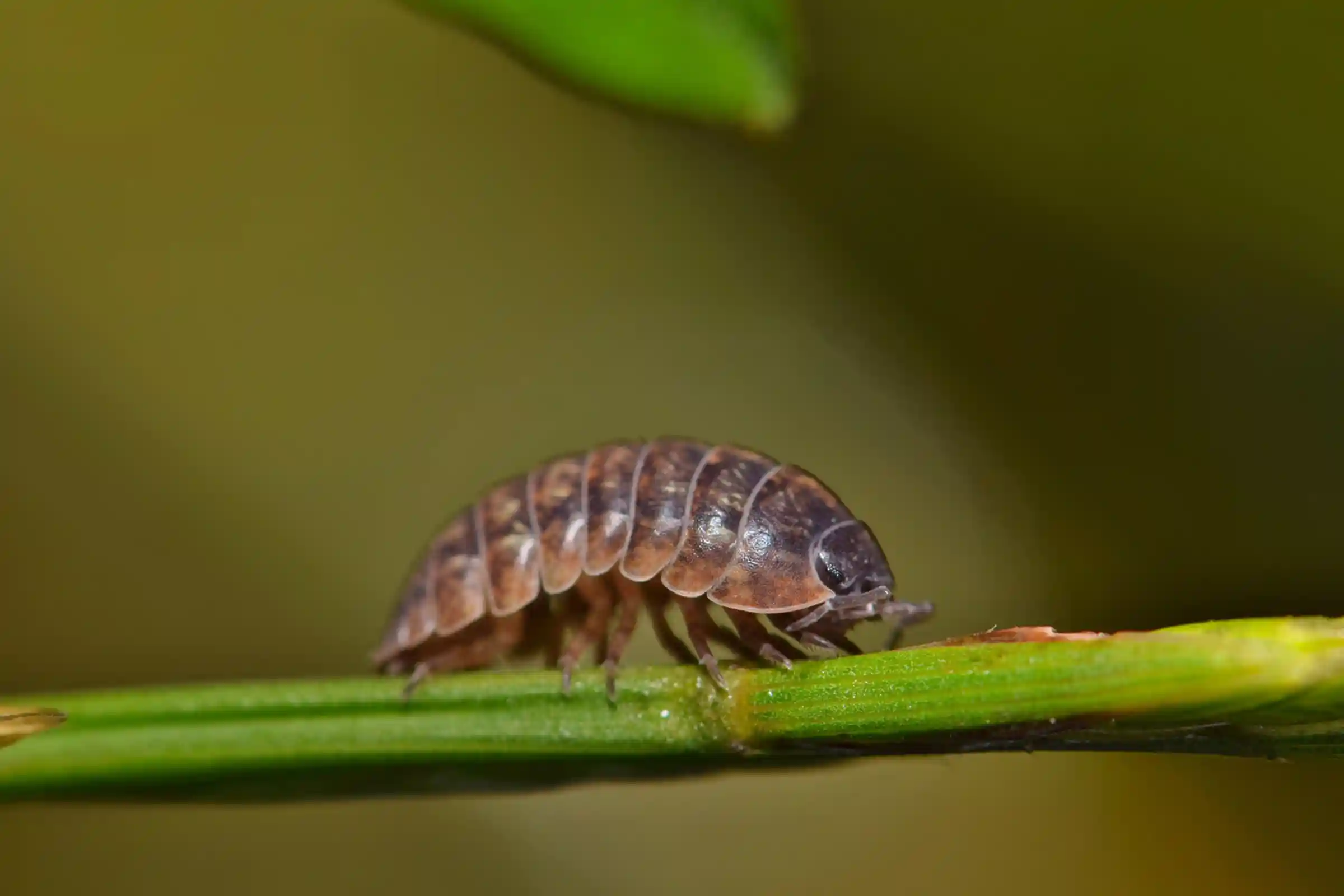 Sowbug and pillbug removal in Ottawa helping protect homes from recurring infestations