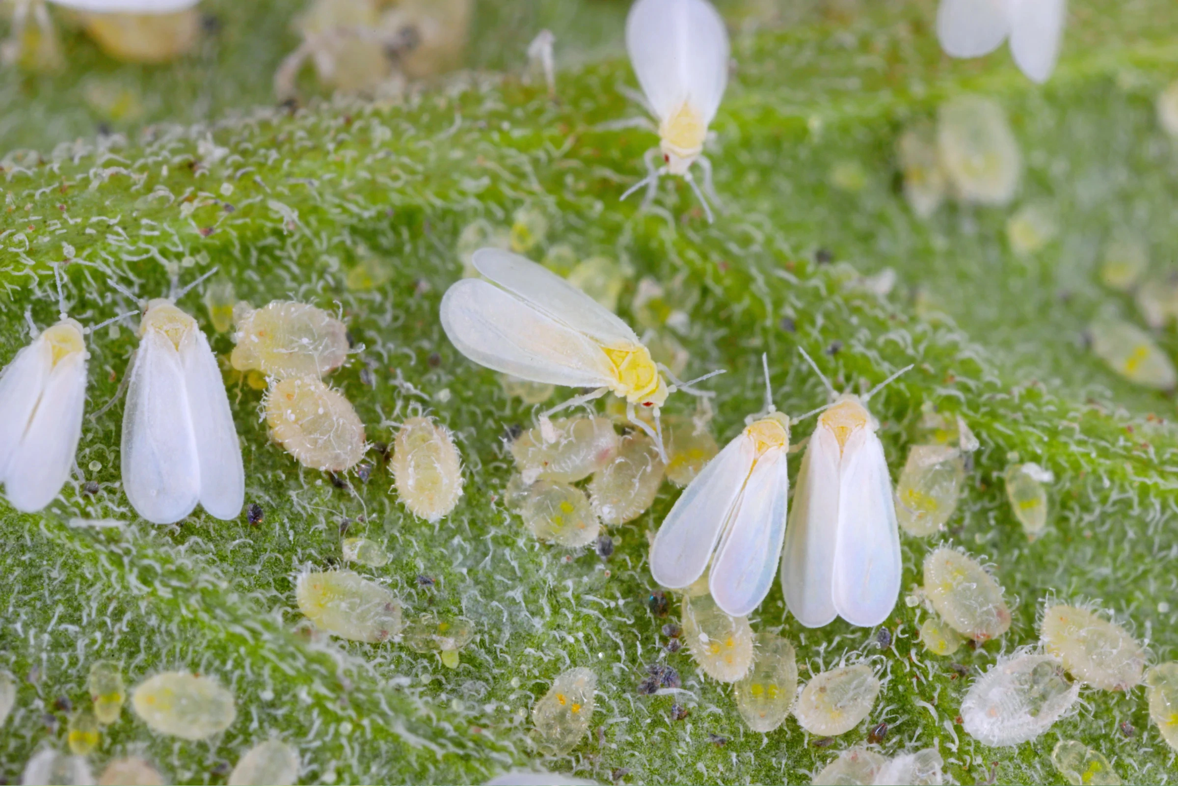 Professional whitefly removal in Ottawa for residential and commercial landscapes