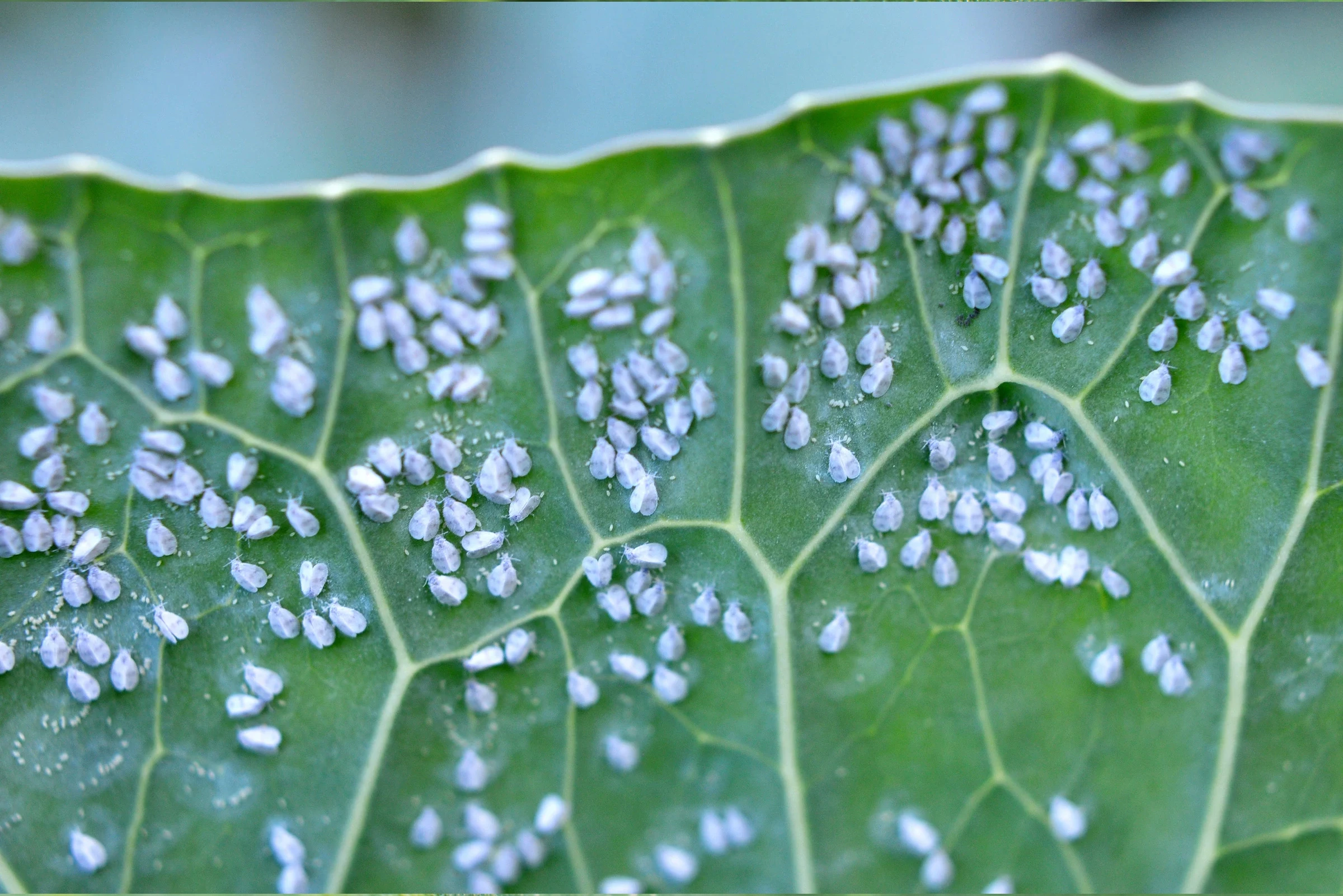 "Fascinating Facts About Whiteflies "