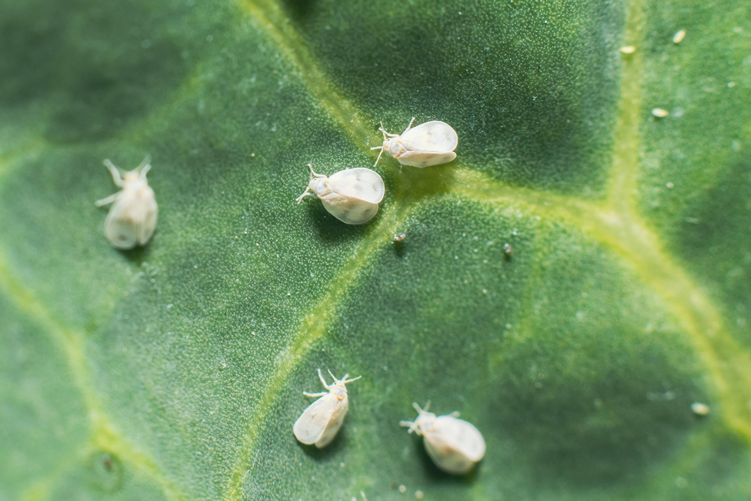 Whitefly removal in Ottawa protecting plants gardens and greenhouse environments