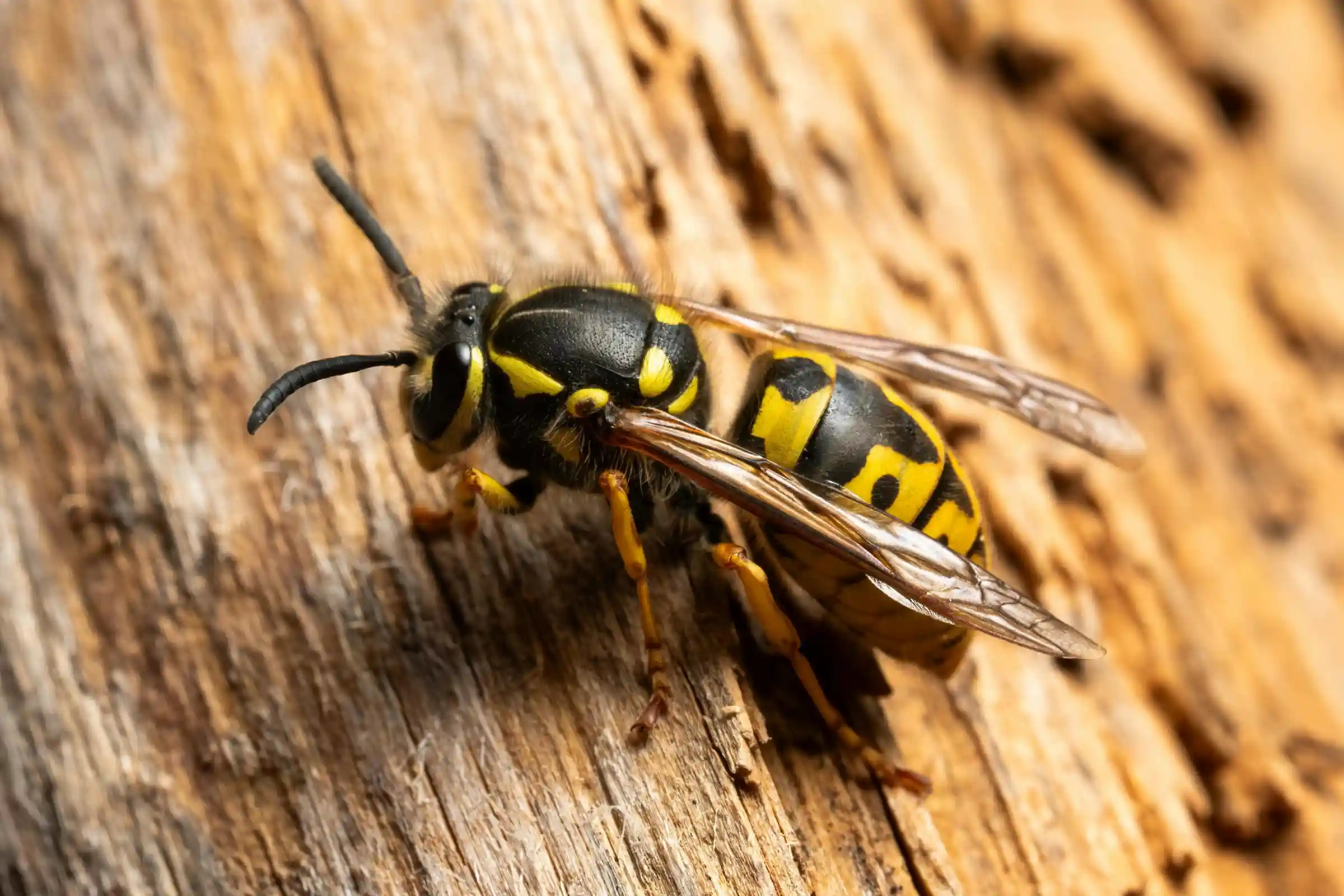 Yellow jacket removal in Ottawa safely eliminating aggressive stinging insect nests