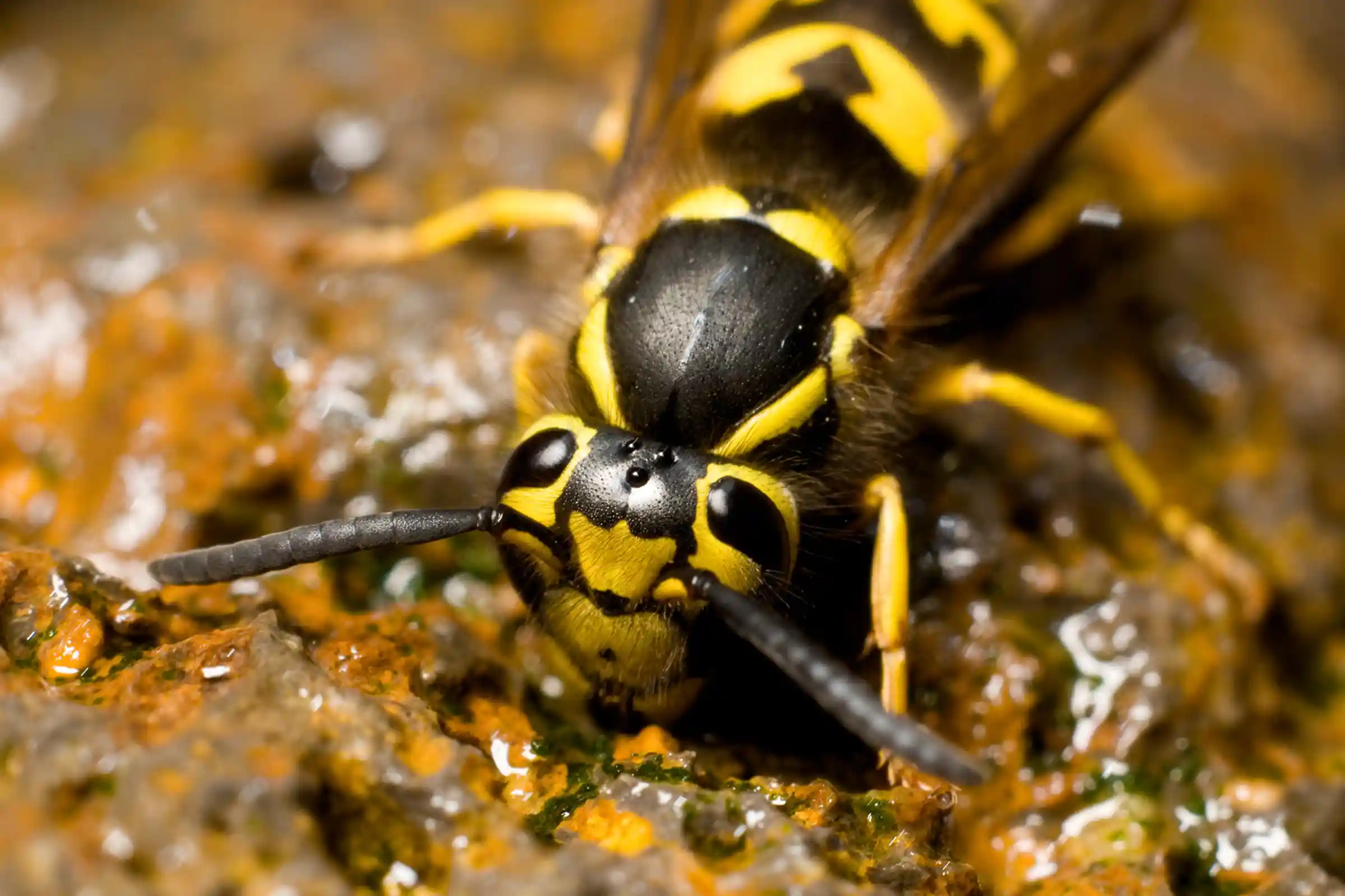 Professional yellow jacket removal in Ottawa for homes yards and businesses