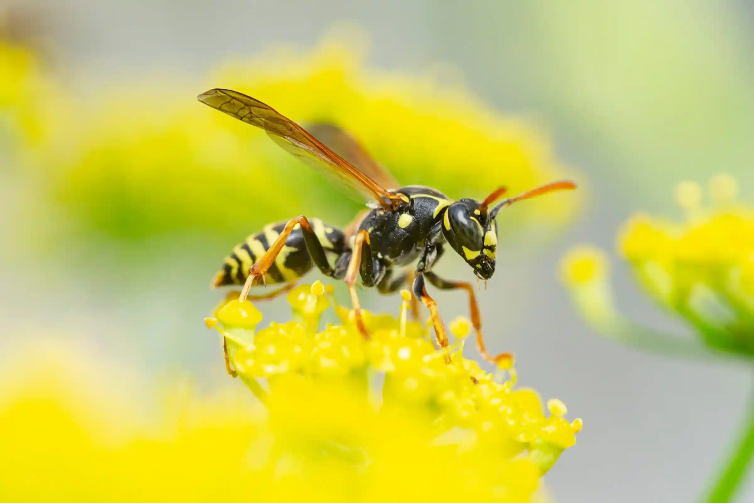 Pest Control Ottawa Ontario