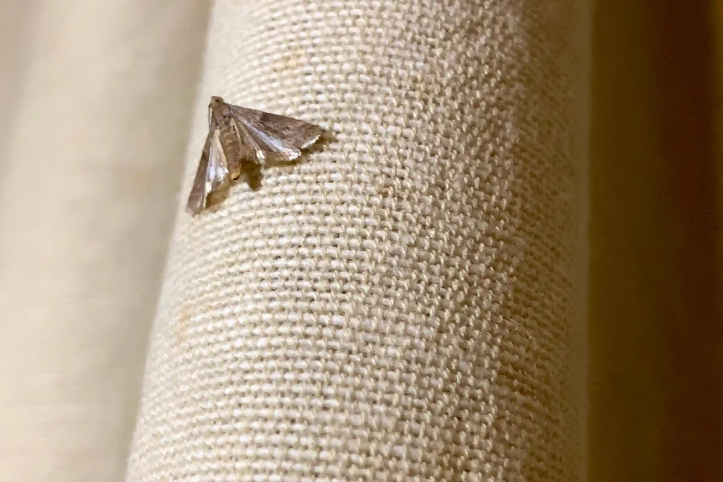 Clothes moth removal in Ottawa protecting clothing carpets and stored fabrics
