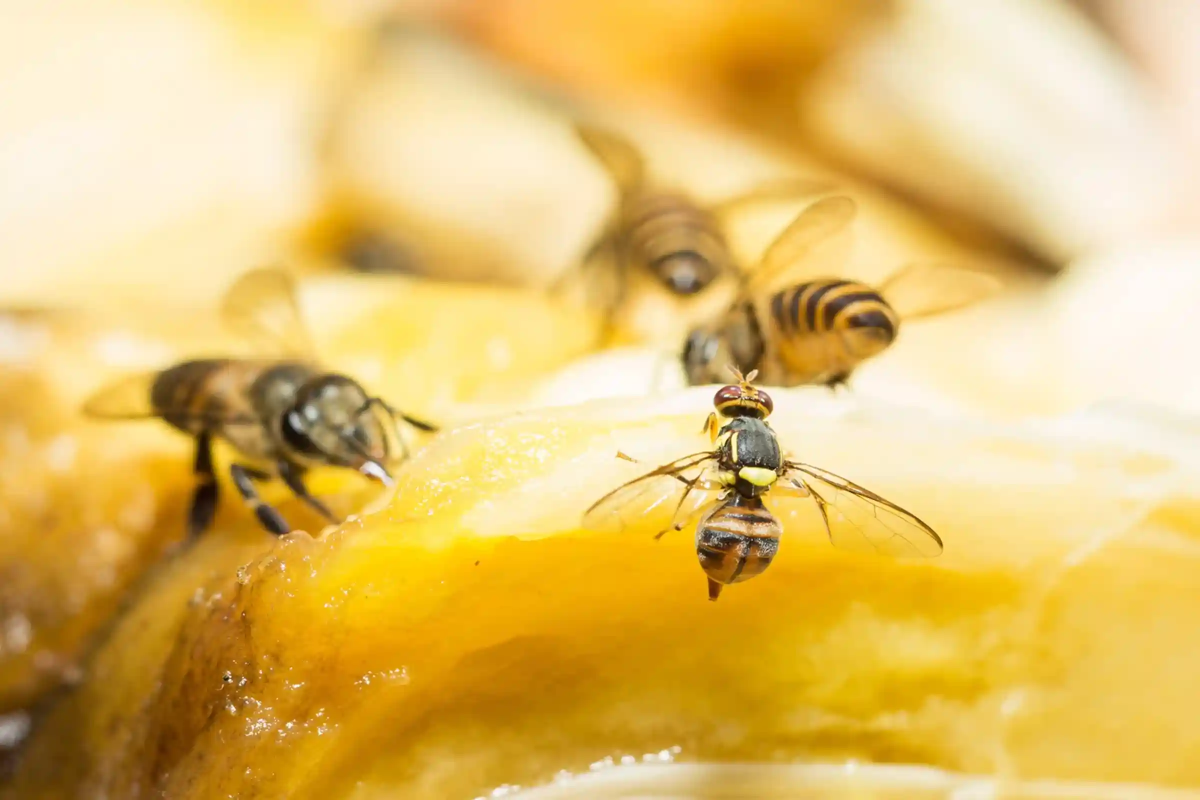 Fruit fly removal in Ottawa eliminating breeding areas in kitchens and businesses